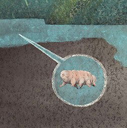 Tardigrade (Water Bear)
